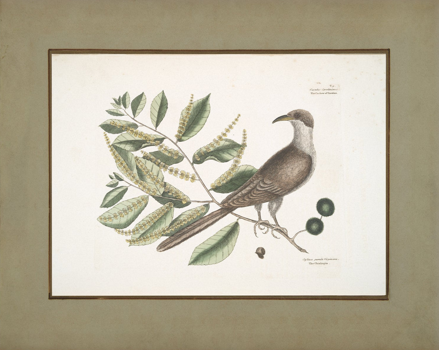 Vintage Bird Art Print 00918 |  Unframed