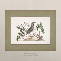 Vintage Bird Art Print 00919 |  Unframed