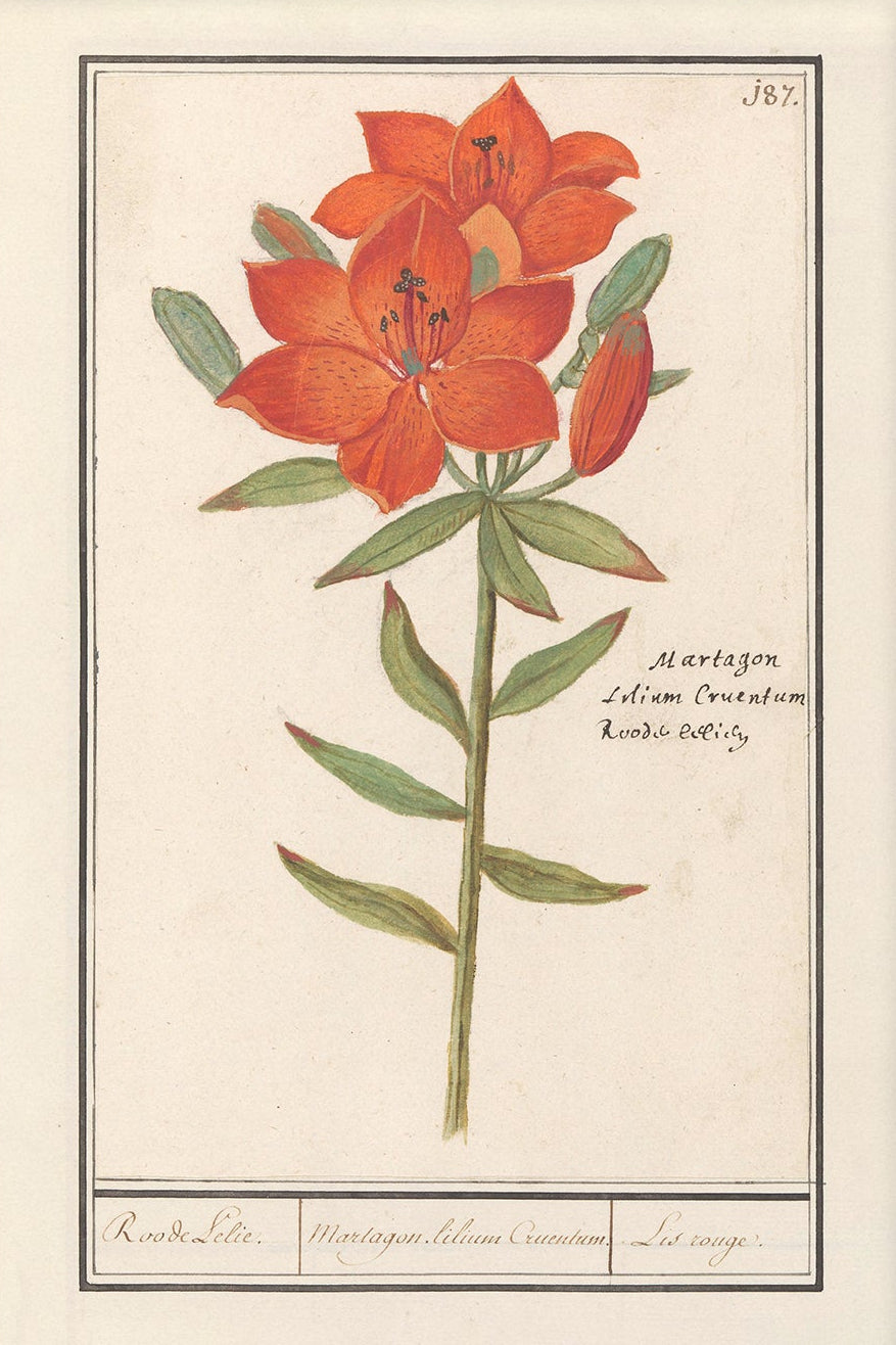 Vintage Flower Art | 005 |  Unframed