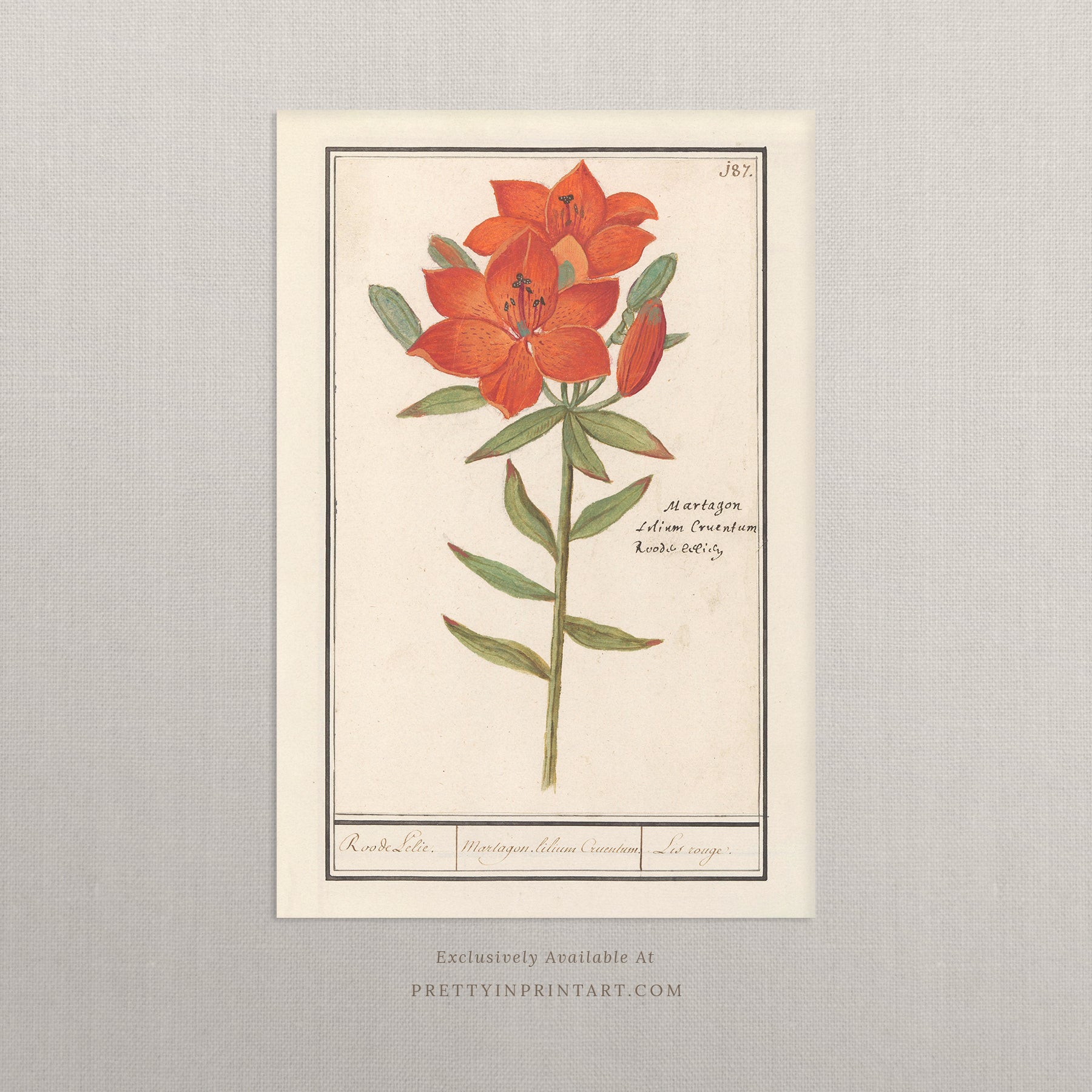 Vintage Flower Art | 005 |  Unframed