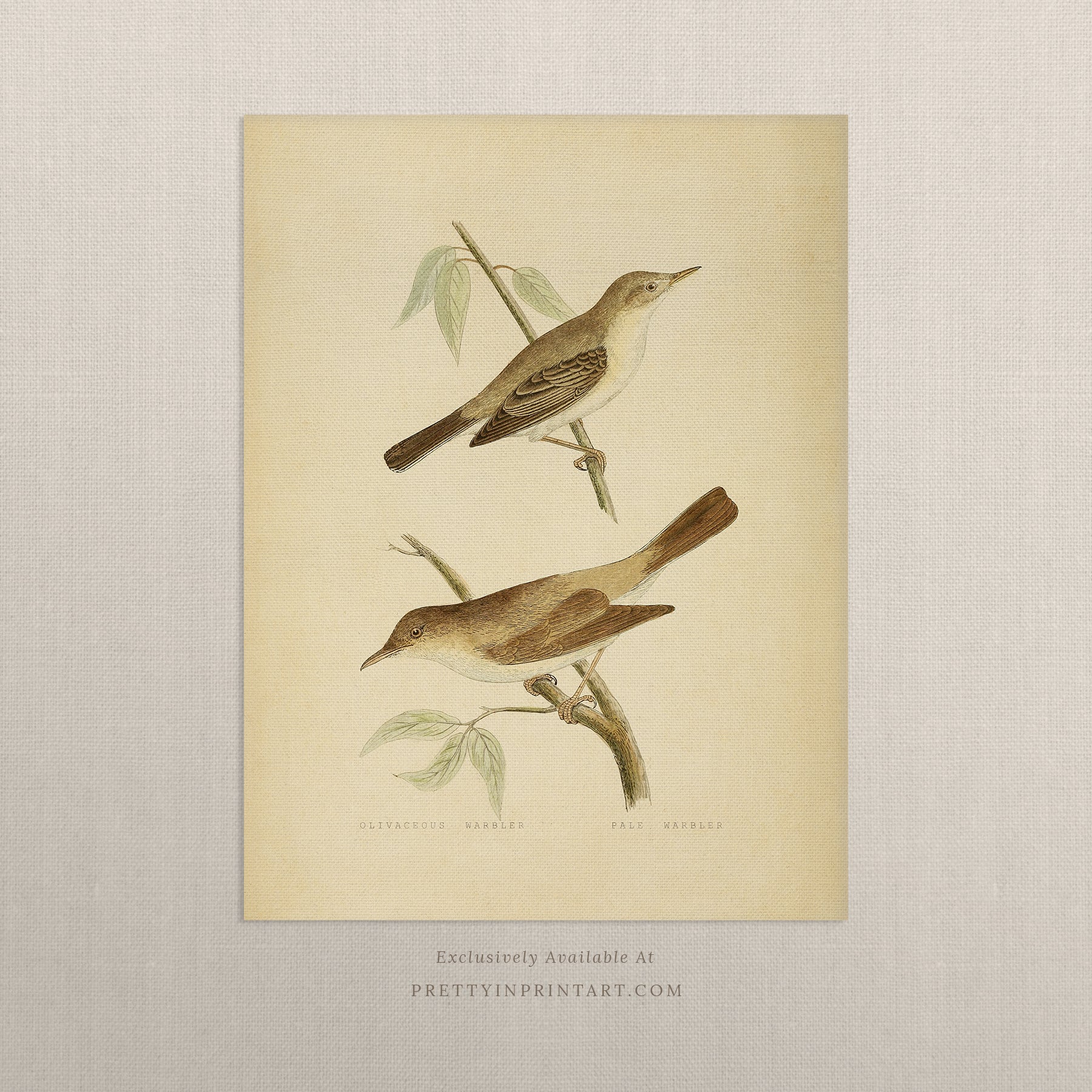 Vintage Bird Print for Classic Interiors 001 |  Unframed