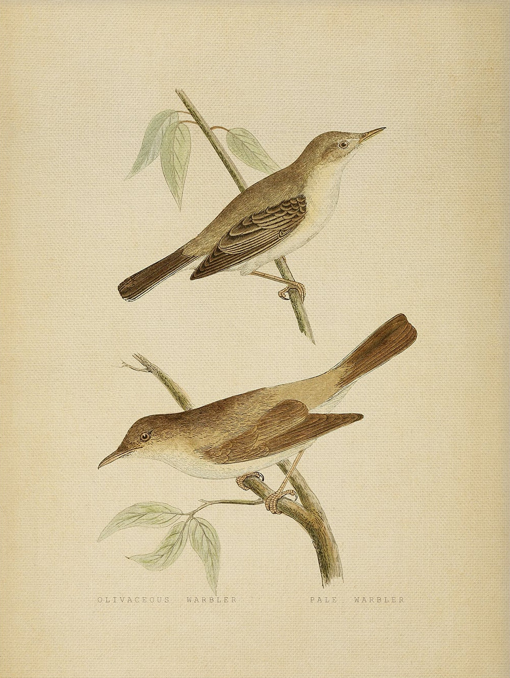 Vintage Bird Print for Classic Interiors 001 |  Unframed