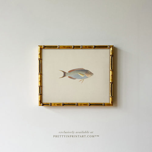 Vintage Fish Art Print – Framed in Gold Bamboo Frame, Coastal Bathroom Wall Art