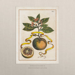 Vintage Citrus Fruit Art Print – Orange, Lemon, Lime & Grapefruit Kitchen Wall Art, Set of Four, Unframed (003)