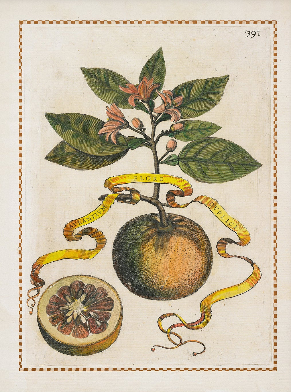 Vintage Fruit Prints for Kitchen 003 |  Unframed