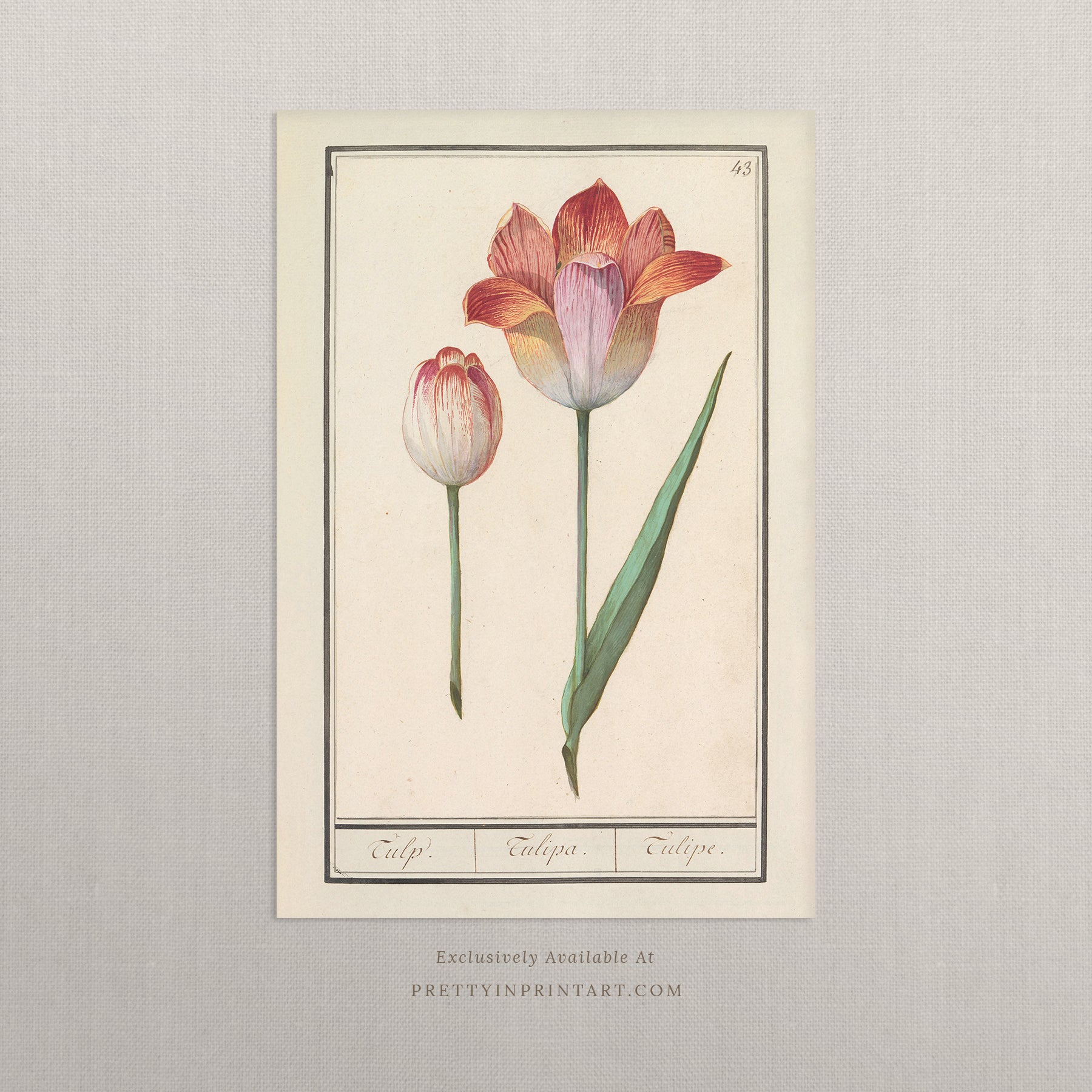 Vintage Flower Art | 004 |  Unframed