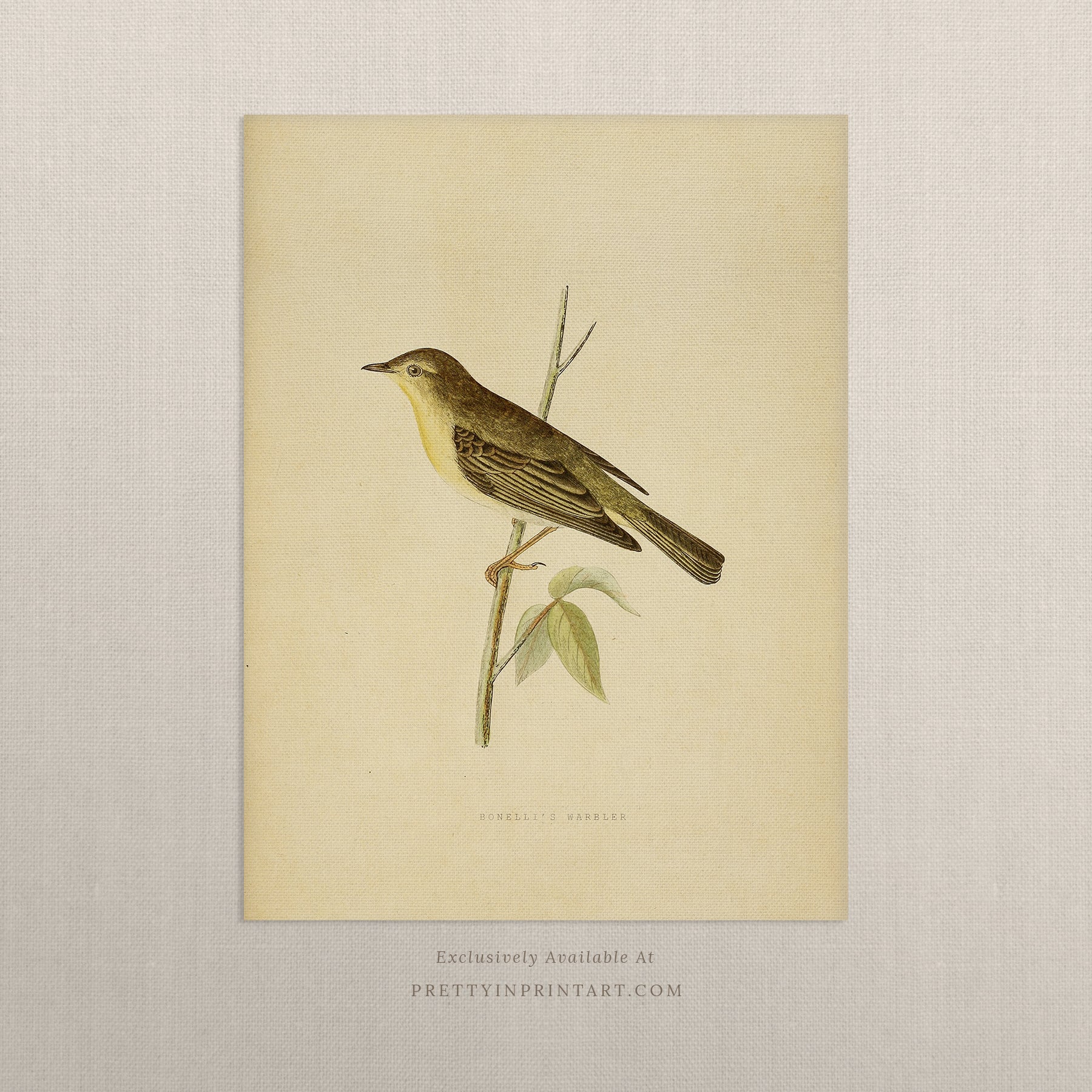 Vintage Bird Prints for Cottagecore Interiors 002 |  Unframed