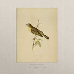 Vintage Bird Prints for Cottagecore Interiors 002 |  Unframed