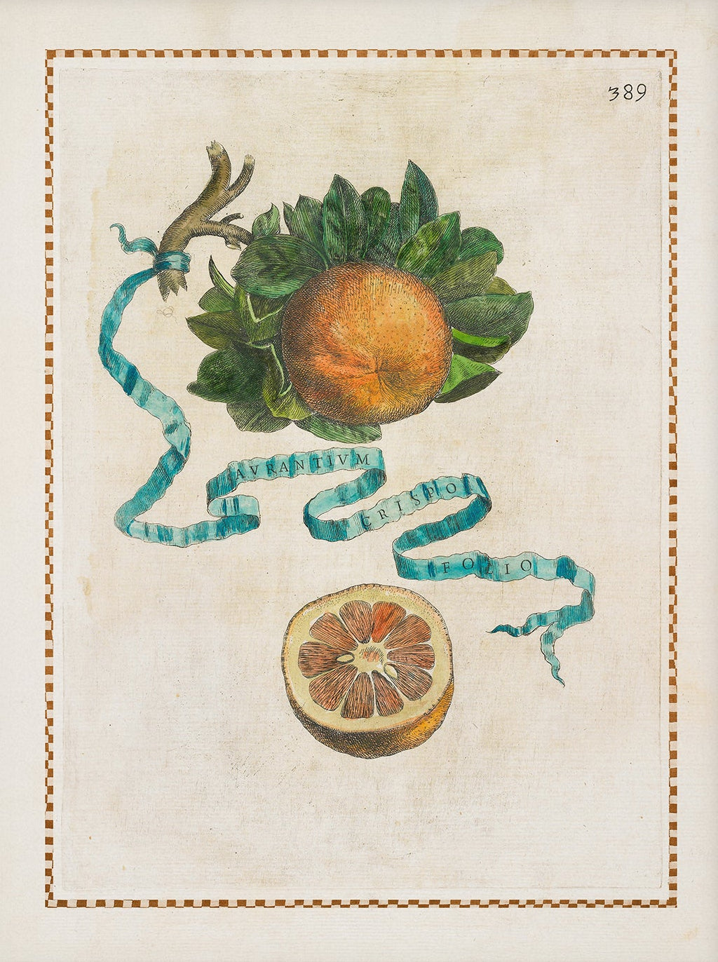 Vintage Citrus Fruit Art Print – Lemon, Lime & Orange Kitchen Wall Decor, Unframed (004)