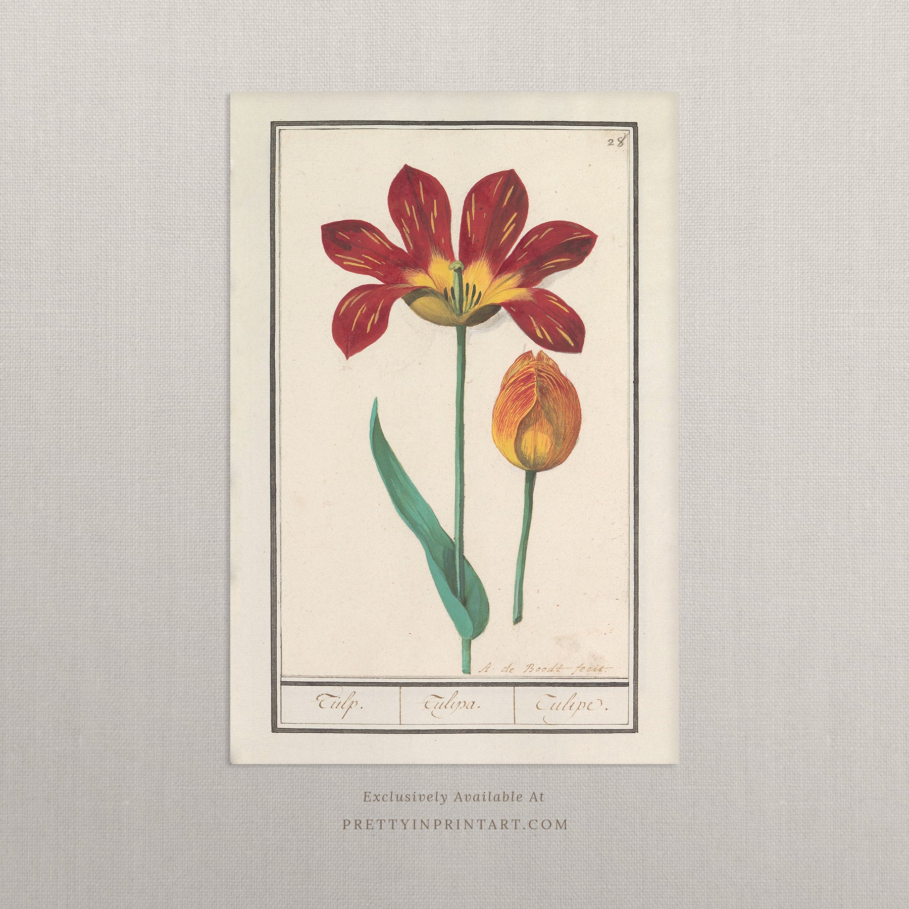Vintage Flower Art | 003 |  Unframed