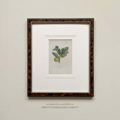 Framed Still Life Art 007948 (BRN-TOR-2124) |  Mount 003