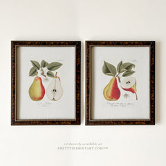 Framed Vintage Pear Art (BRN-TOR-2124)