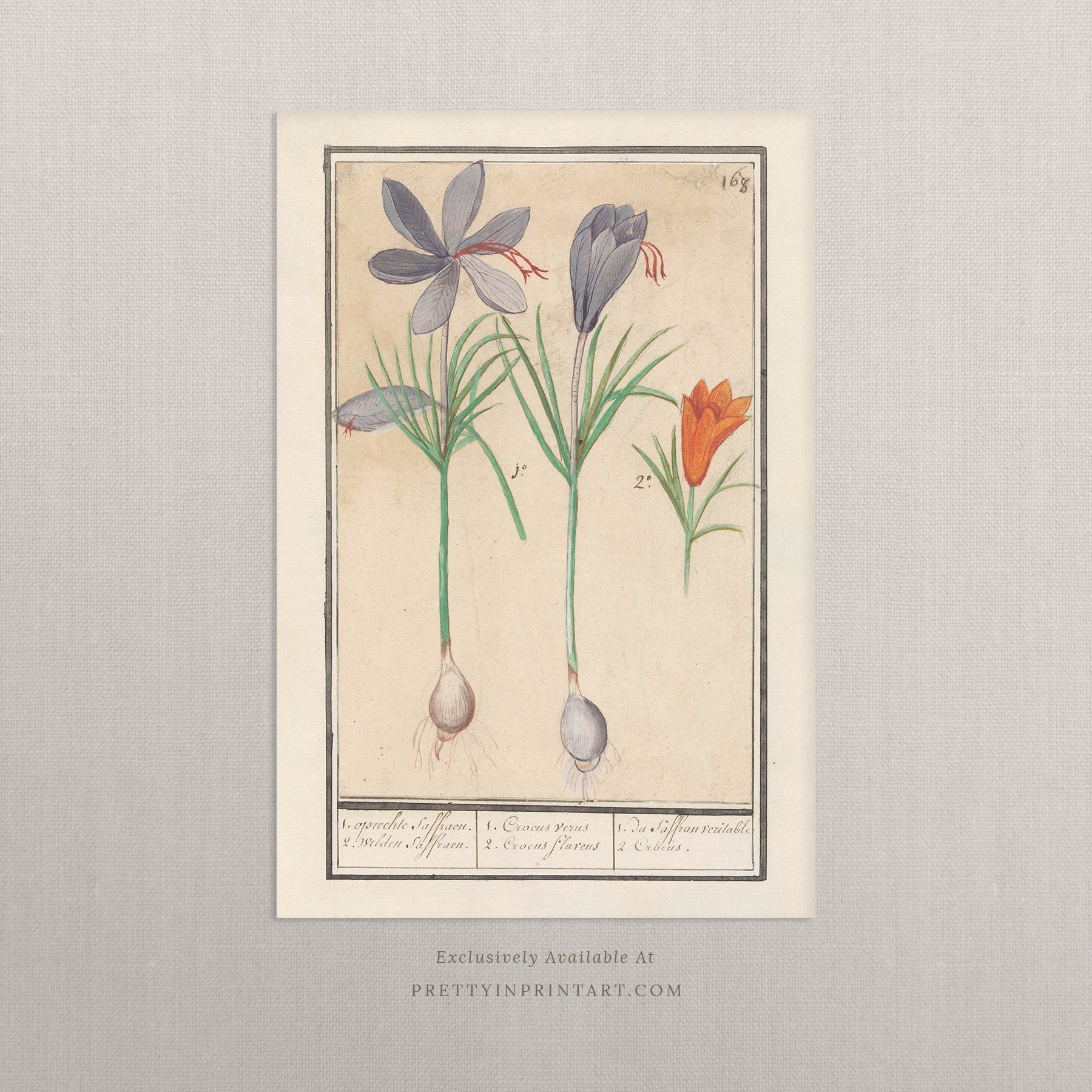 Vintage Flower Art | 002 |  Fine Art Print