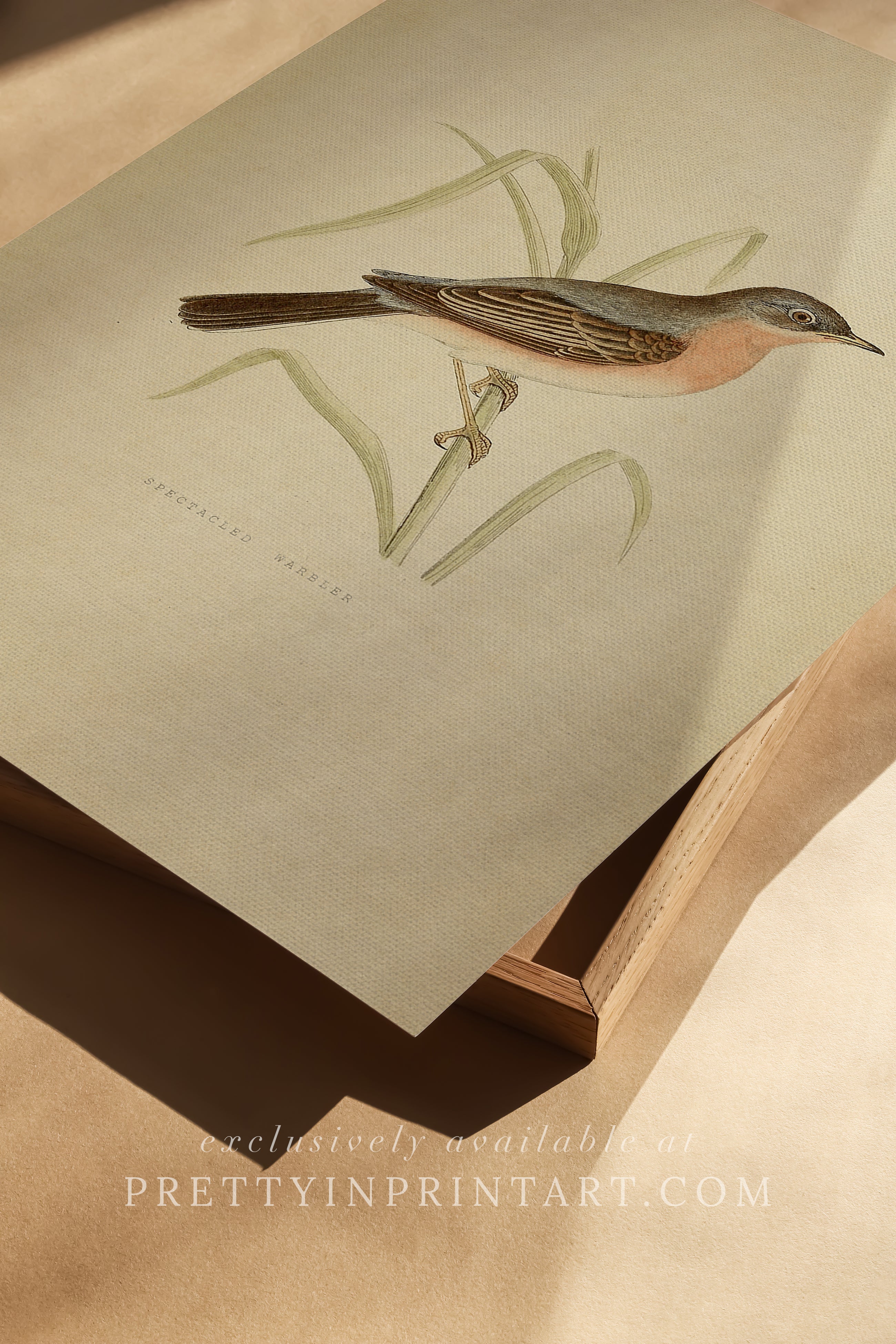 Classic Bird Illustration – Vintage Nature Print 003 |  Unframed