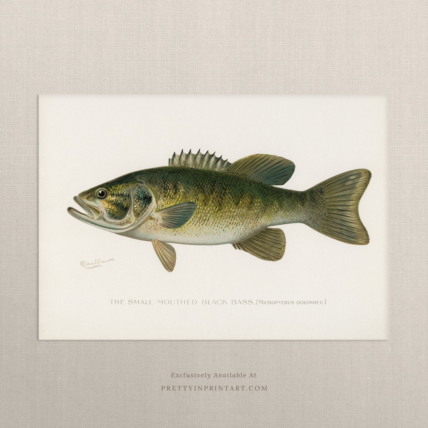 Vintage fish art, Antique fish prints, Vintage fish wall art, Fish illustration print, Vintage fish wall art prints for home decor, Antique fish illustrations for coastal decor, Rustic vintage fish prints for lake house, Framed fish art for nautical theme