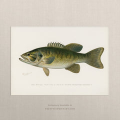Black Bass, Antique Fish Art |  Unframed