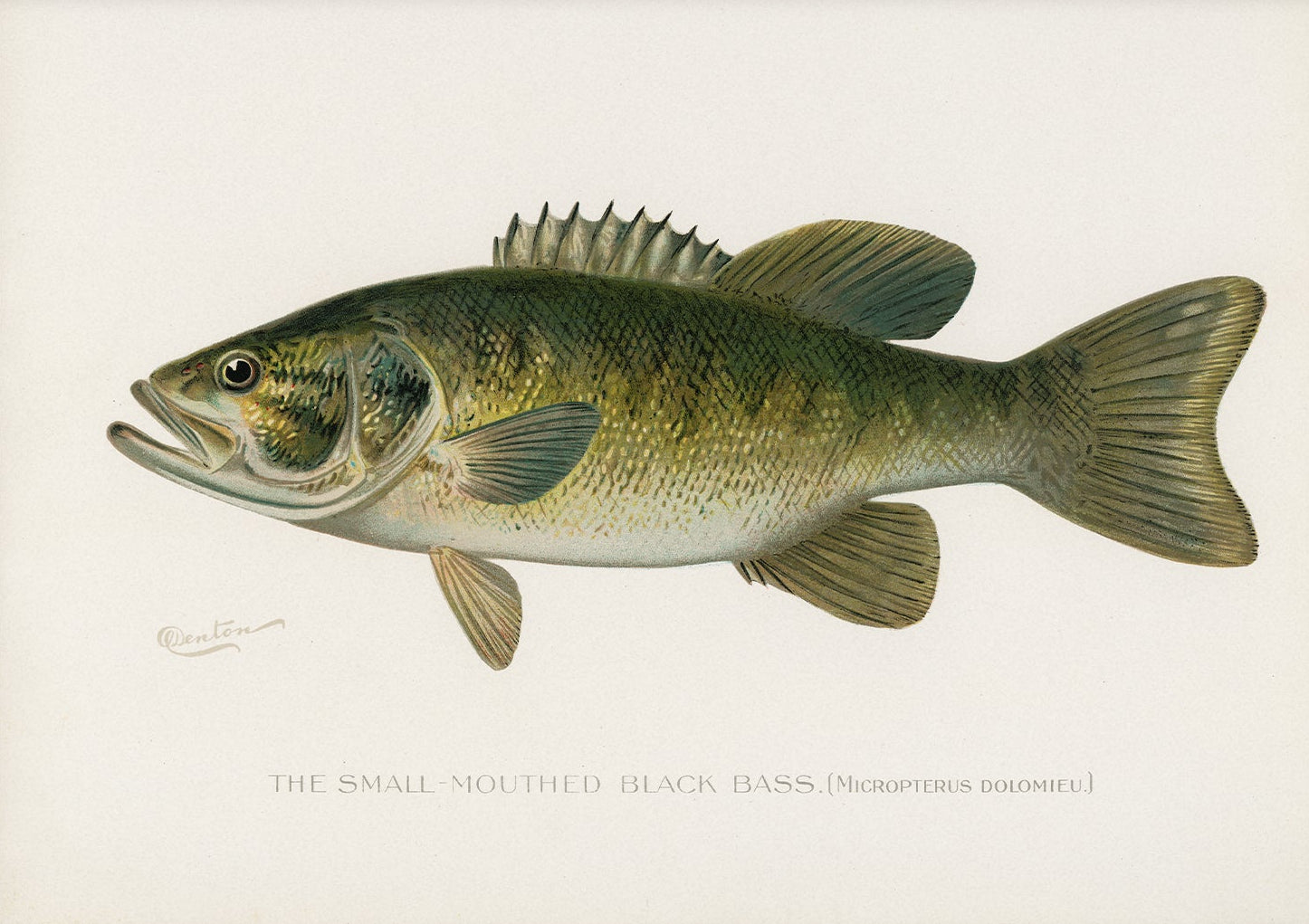 Black Bass, Antique Fish Art |  Unframed