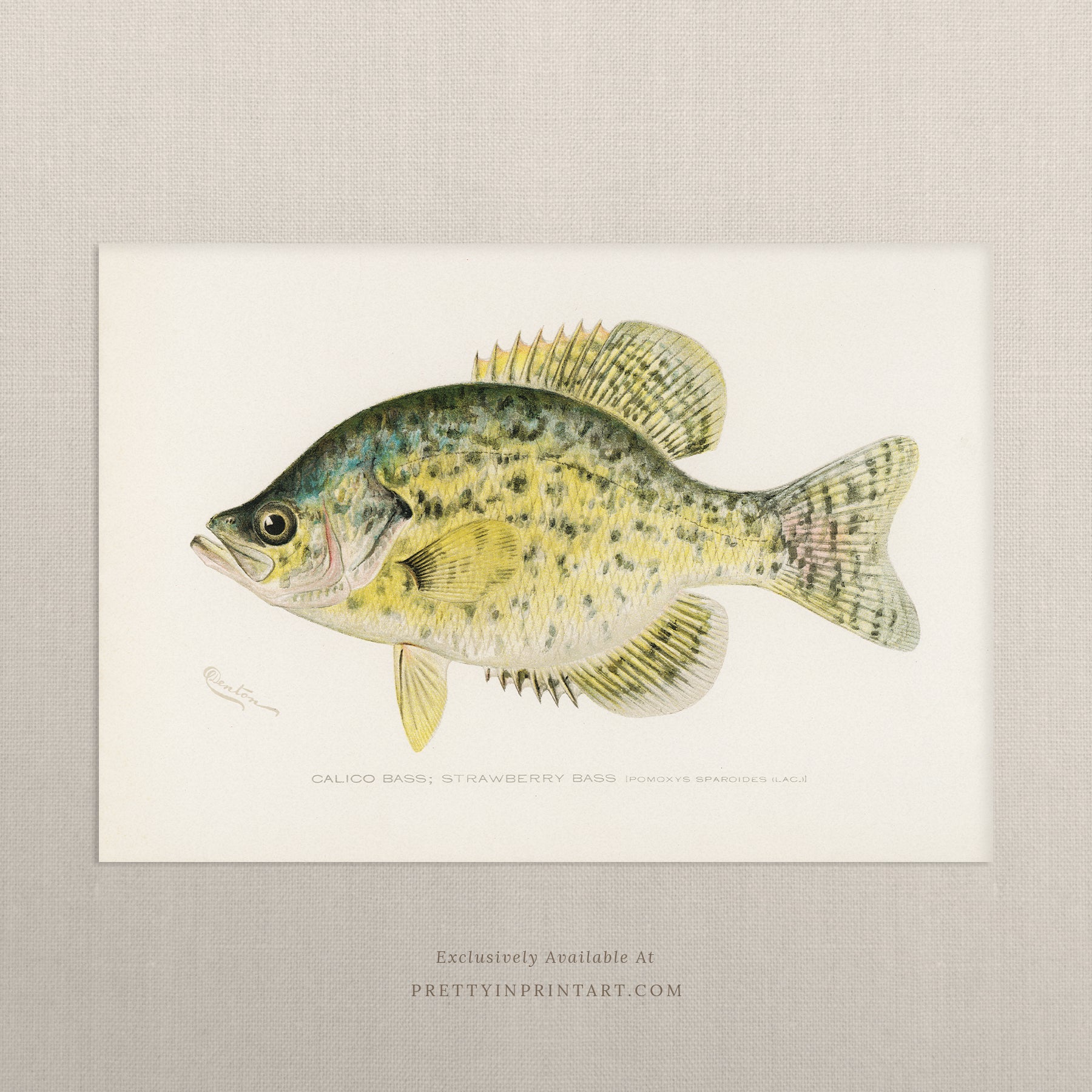Vintage fish art, Antique fish prints, Vintage fish wall art, Fish illustration print, Vintage fish wall art prints for home decor, Antique fish illustrations for coastal decor, Rustic vintage fish prints for lake house, Framed fish art for nautical theme