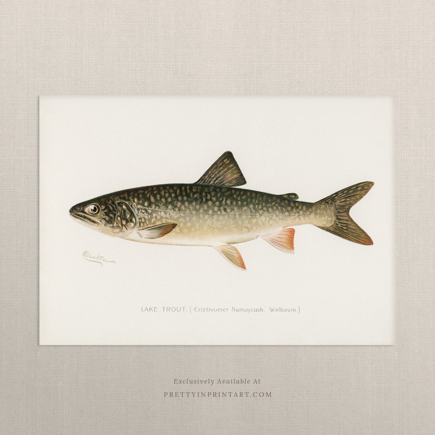 Vintage fish art, Antique fish prints, Vintage fish wall art, Fish illustration print, Vintage fish wall art prints for home decor, Antique fish illustrations for coastal decor, Rustic vintage fish prints for lake house, Framed fish art for nautical theme