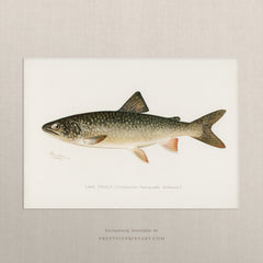 Lake Trout Antique Fish Art Print – Vintage Marine Life Illustration, Unframed
