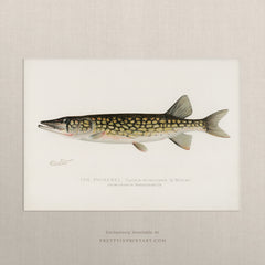 Pickerel, Antique Fish Art |  Unframed