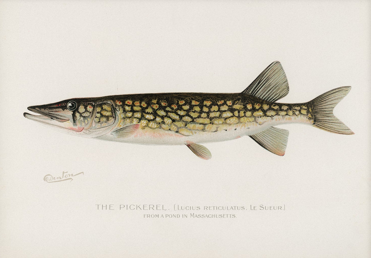 Pickerel, Antique Fish Art |  Unframed
