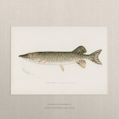 The Pike, Antique Fish Art |  Unframed Print