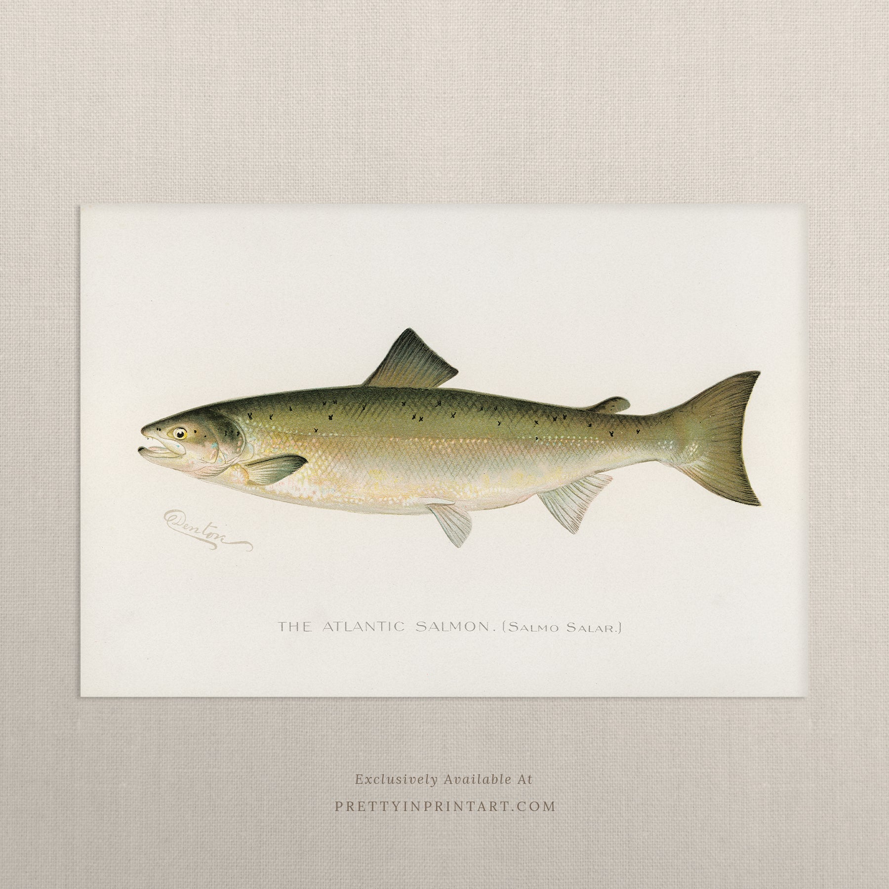 Vintage fish art, Antique fish prints, Vintage fish wall art, Fish illustration print, Vintage fish wall art prints for home decor, Antique fish illustrations for coastal decor, Rustic vintage fish prints for lake house, Framed fish art for nautical theme