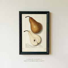 Framed Vintage Fruit Art | Pear 002