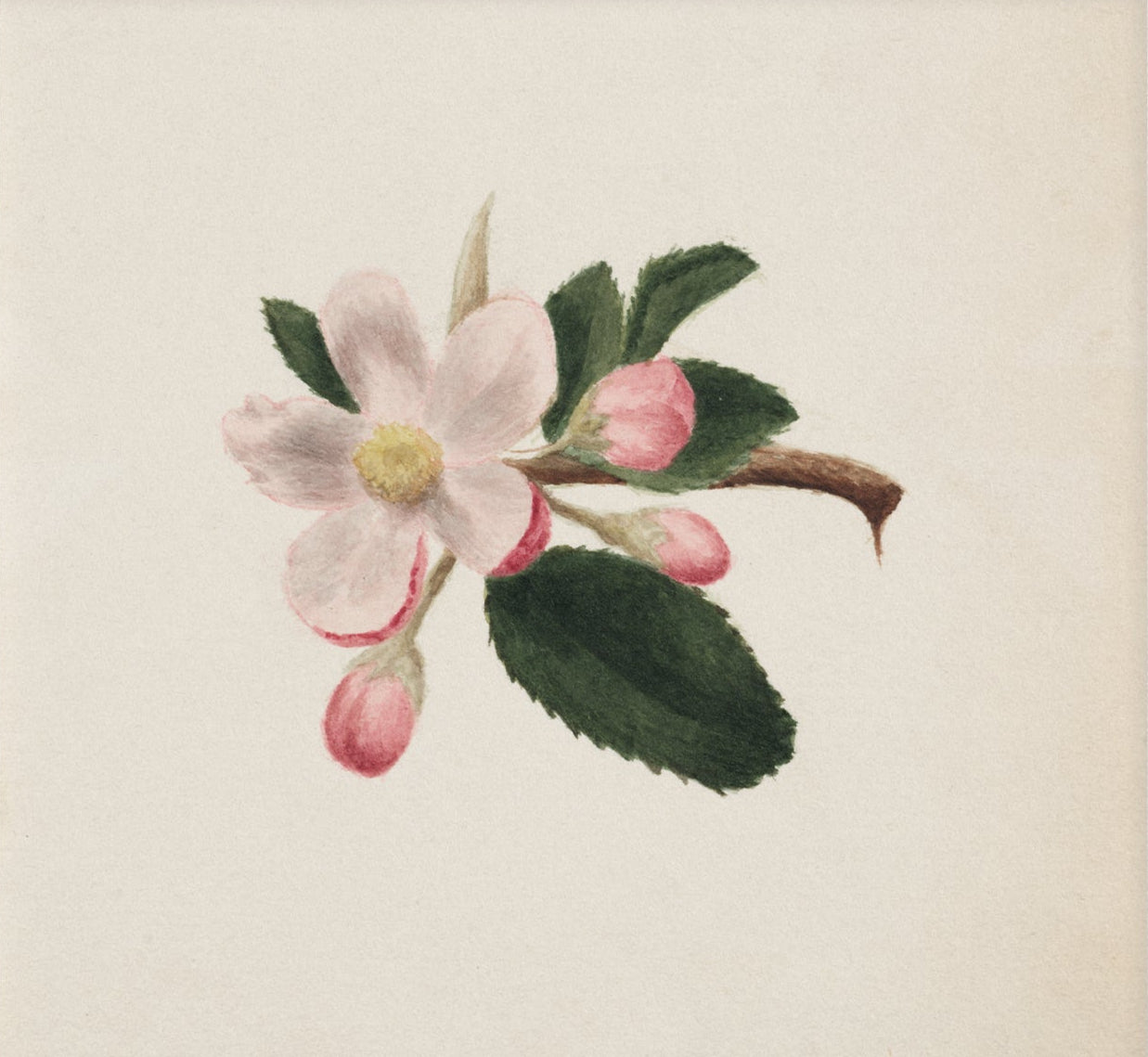 Vintage Flower Art 00518 |  Unframed