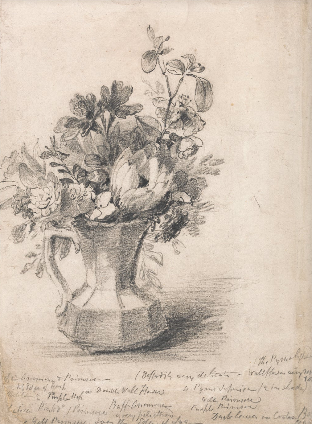 Vintage Flower Sketch Art 00533 |  Unframed