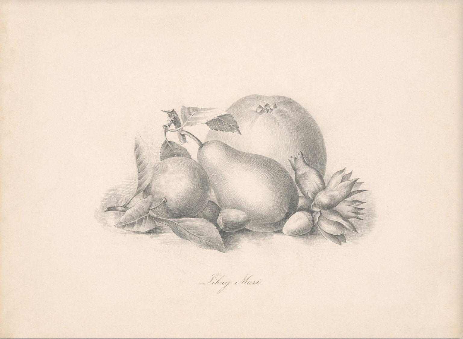 Vintage Still Life Art 00519 |  Unframed