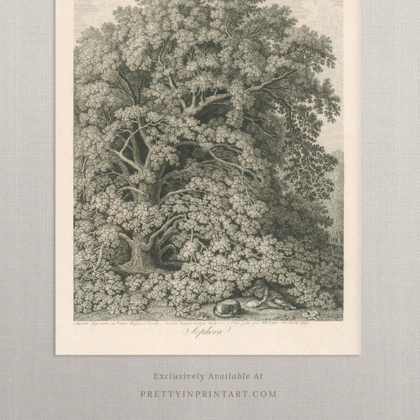 Vintage Tree Etching Art 00514 |  Unframed