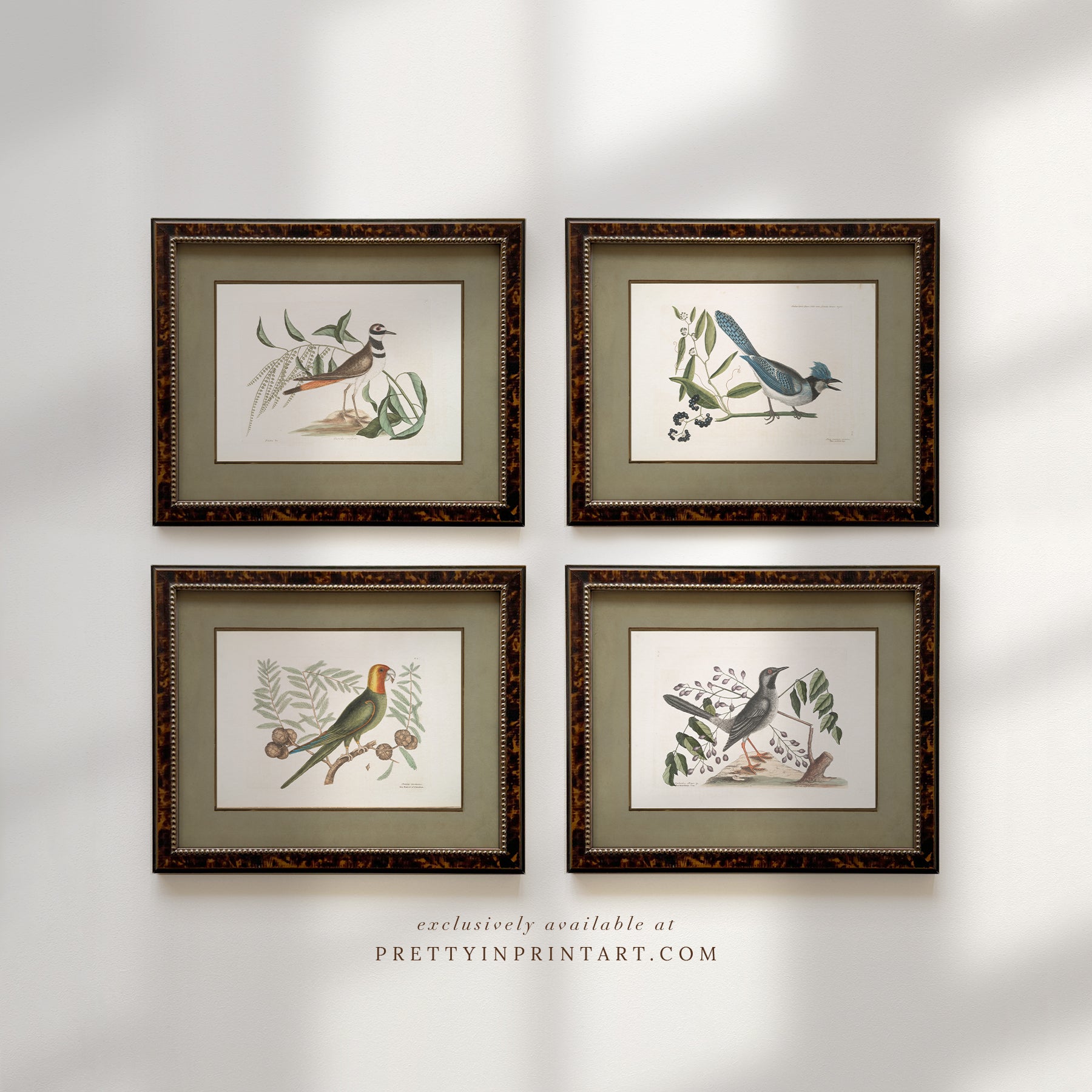 Framed vintage bird art print – antique bird illustration in solid wood Italian frame with tortoise-effect finish