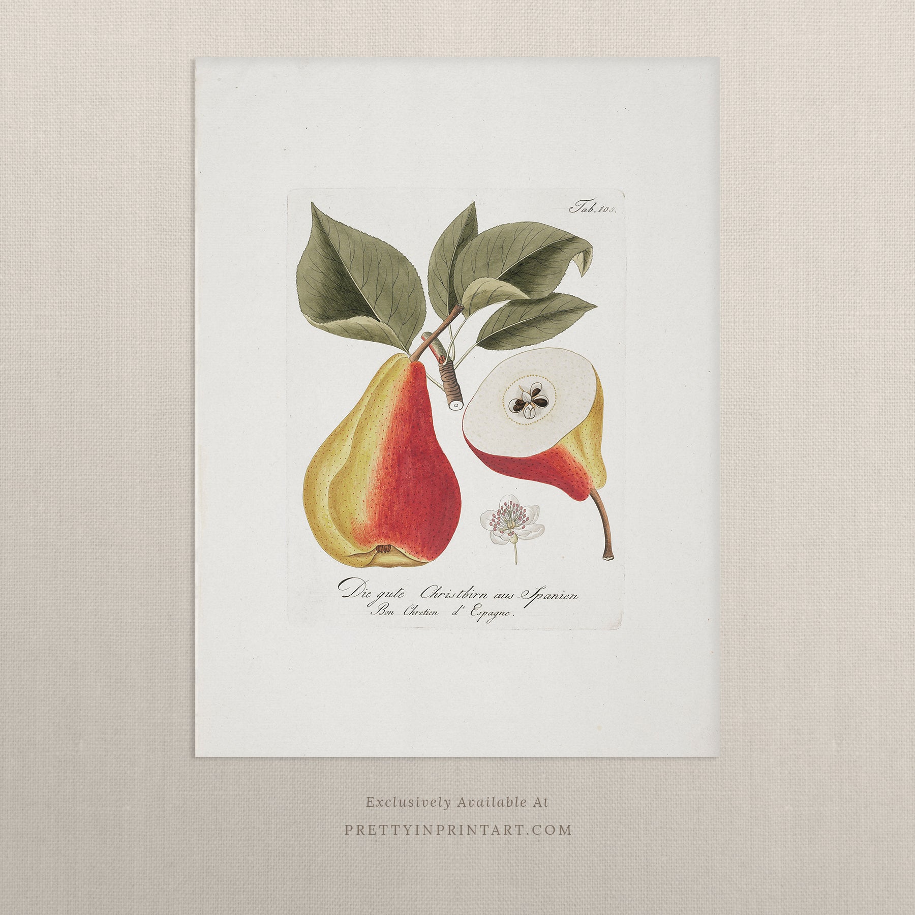 Vintage pear still life art print featuring classic fruit illustration, ideal for kitchen, dining room, or traditional home wall decor
