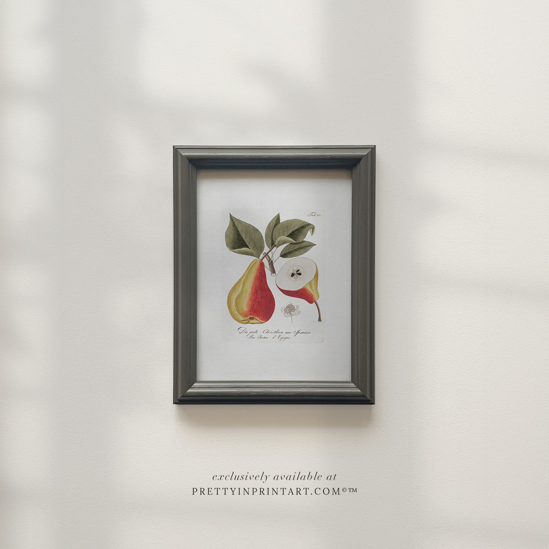 Vintage pear still life art print featuring classic fruit illustration, ideal for kitchen, dining room, or traditional home wall decor