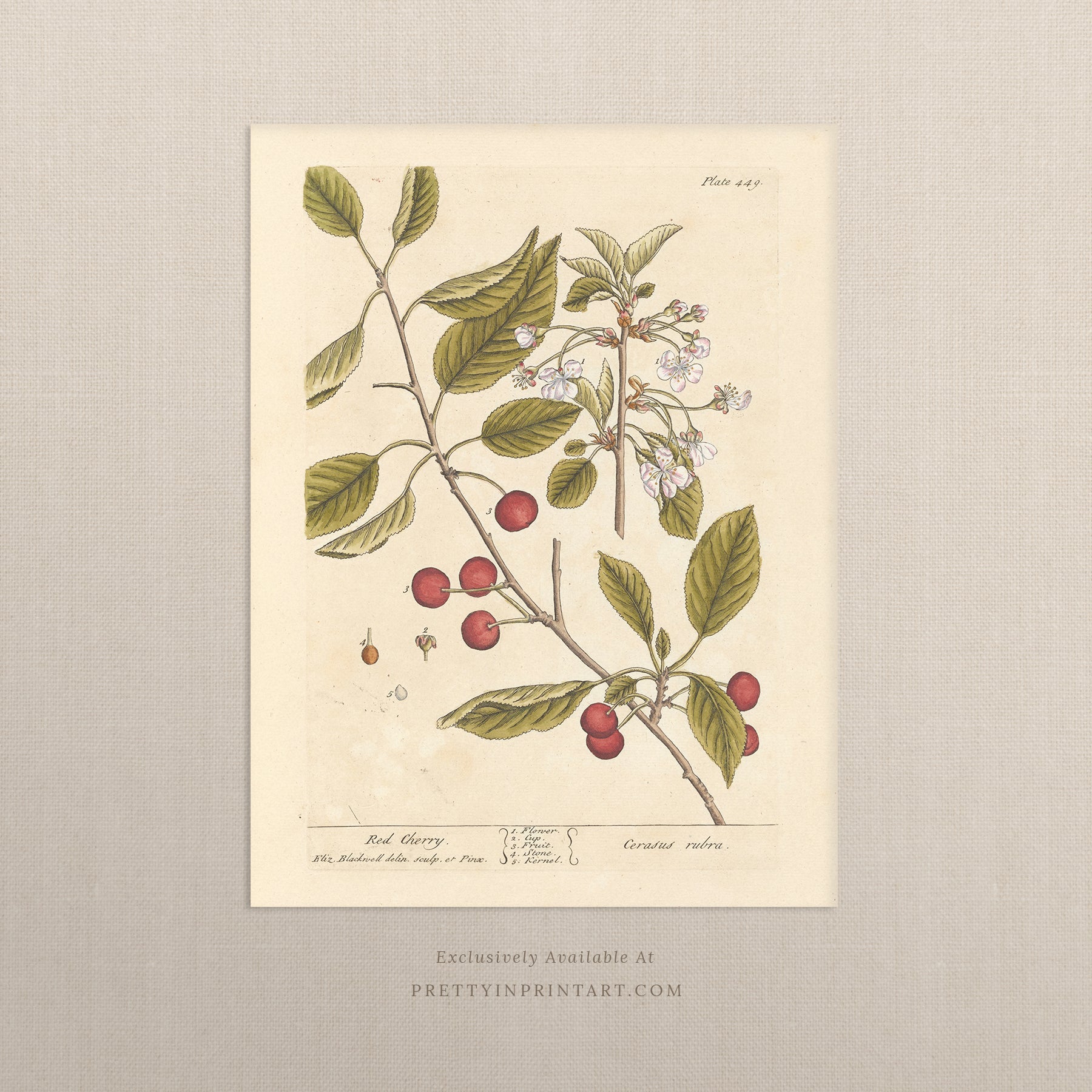 Antique Botanical Art 0058 -Red Cherry |  Unframed