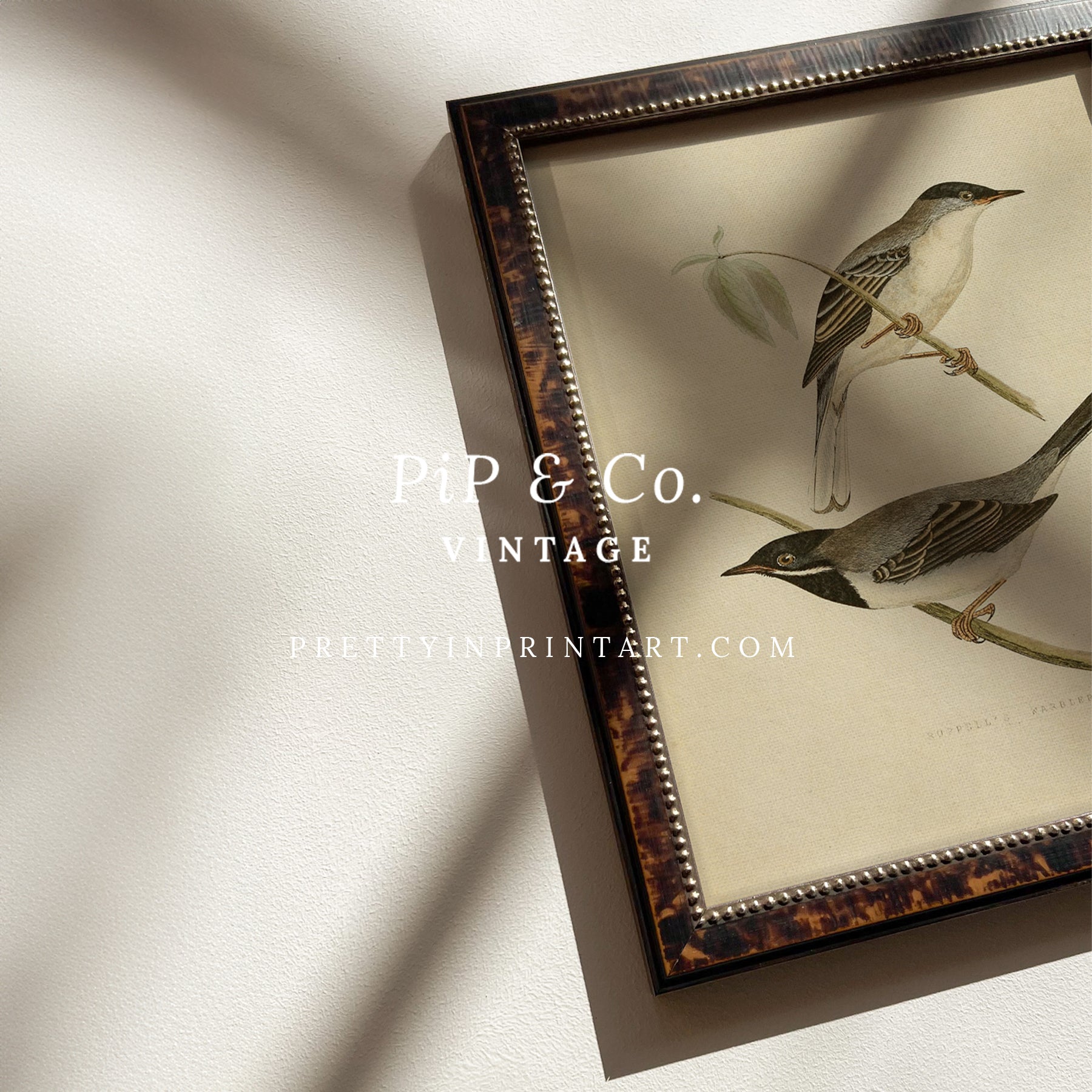 Framed Vintage Bird Art; Warbler 001 (BRN-TOR-2124)