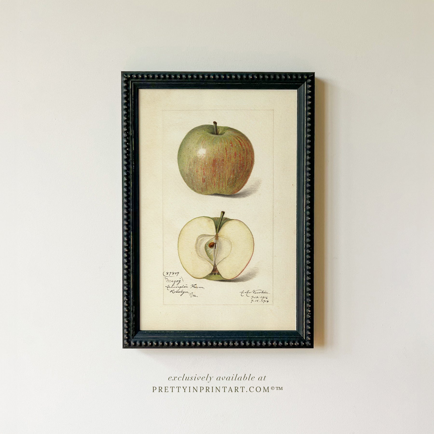Framed Vintage Fruit Art | Apple 001