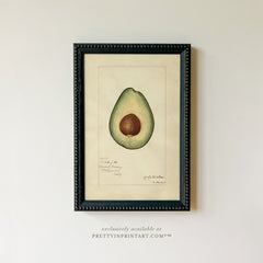 Framed Vintage Fruit Art | Avocado 001