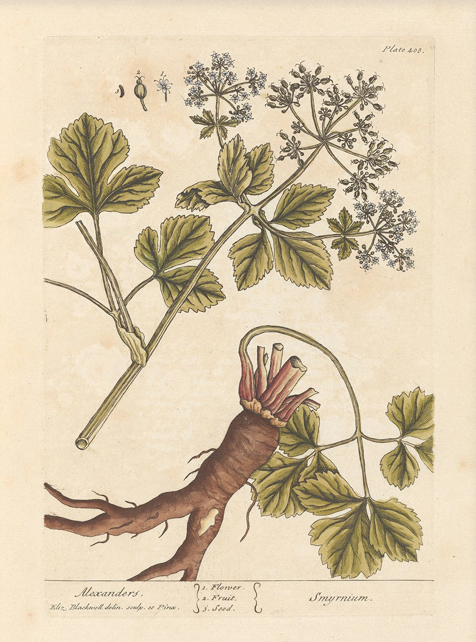 Antique Botanical Art 0058 - Alexanders |  Unframed