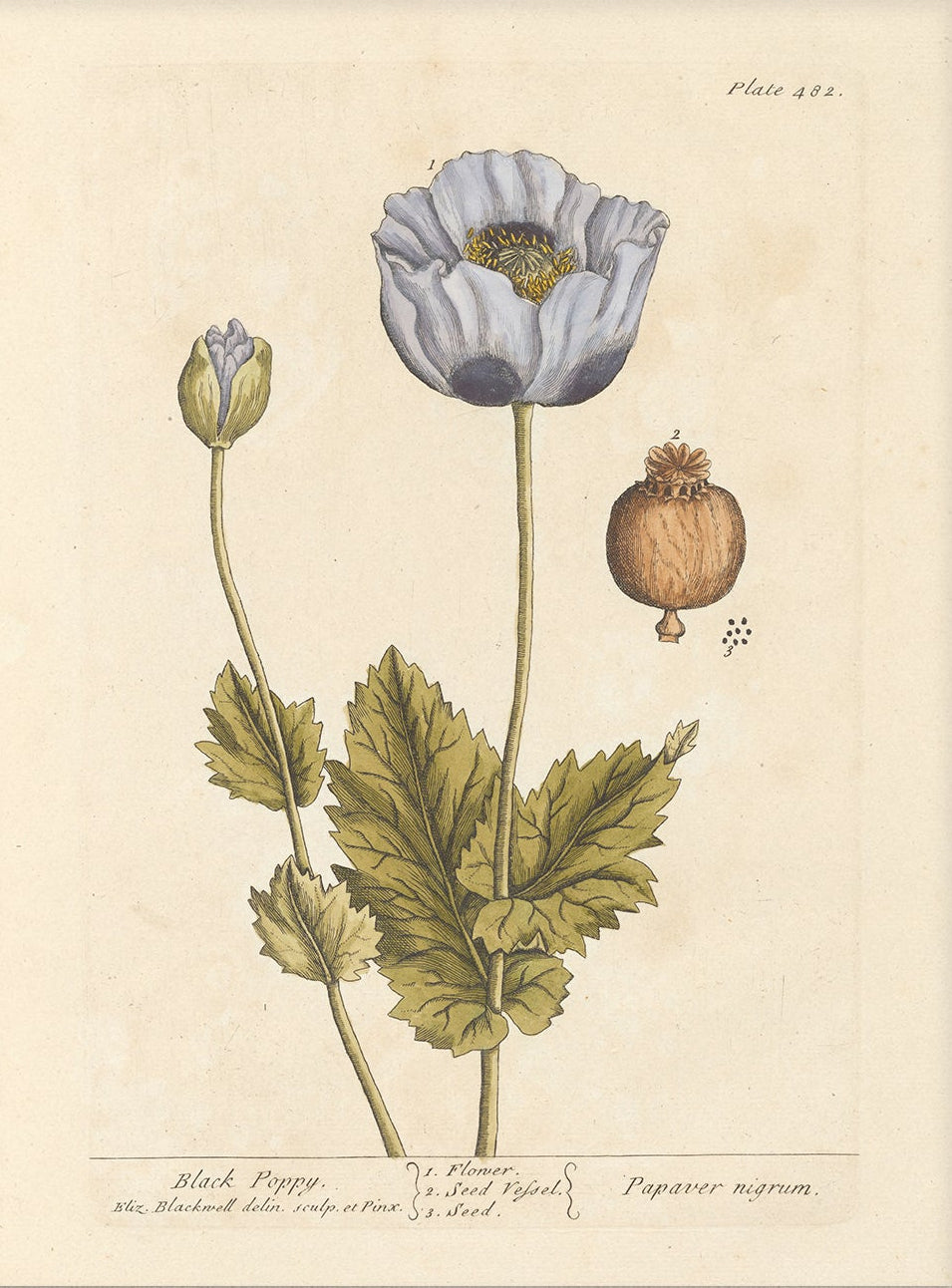 Antique Botanical Art 0058 - Black Poppy |  Unframed