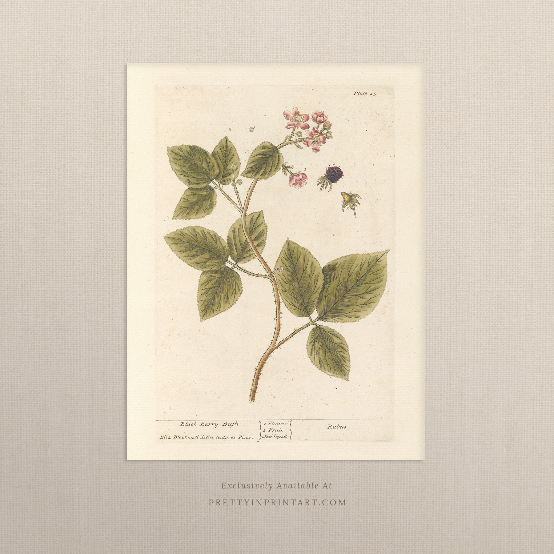 Vintage botanical print, antique herb illustration, framed floral artwork, perfect gift for gardeners