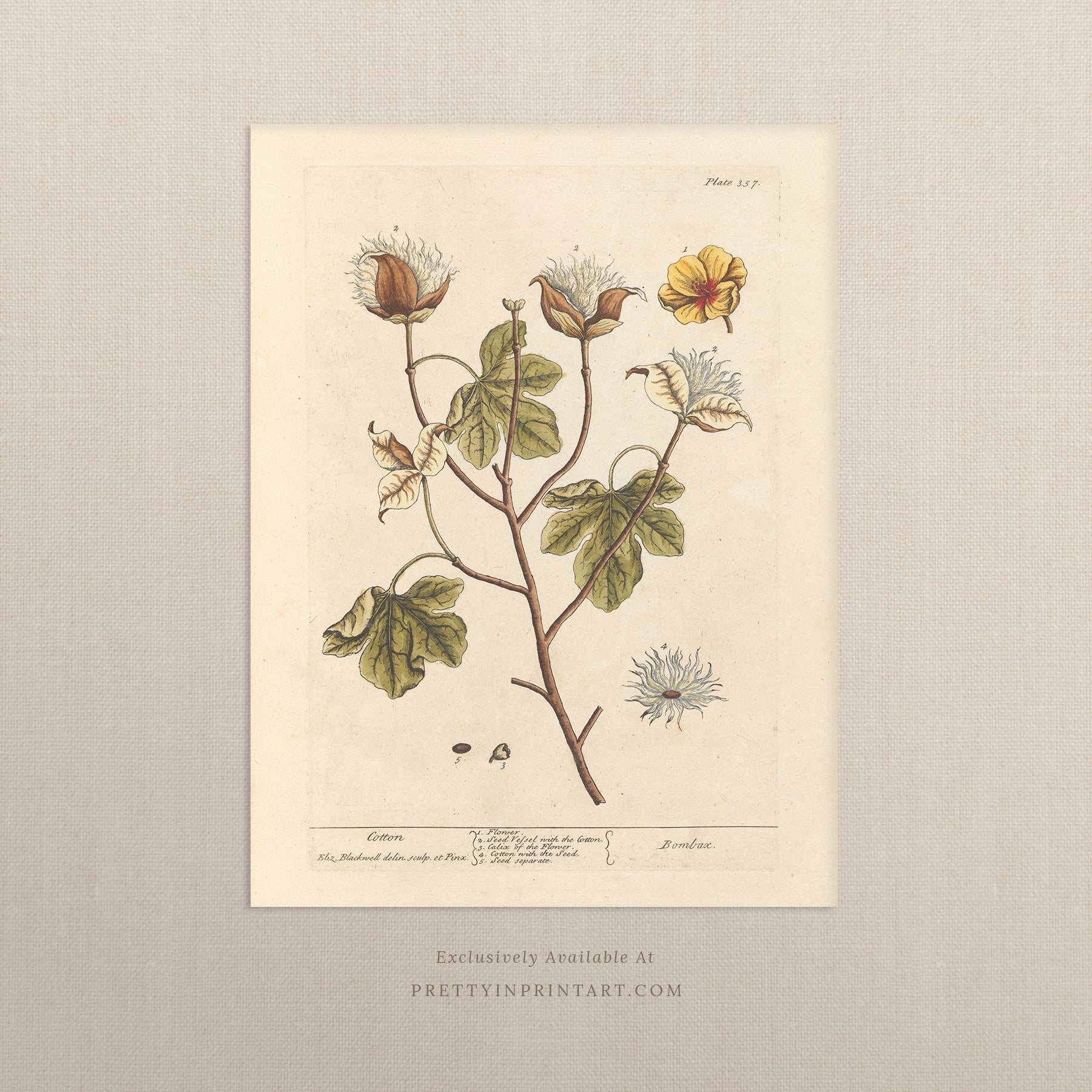 Vintage botanical print, antique herb illustration, framed floral artwork, perfect gift for gardeners