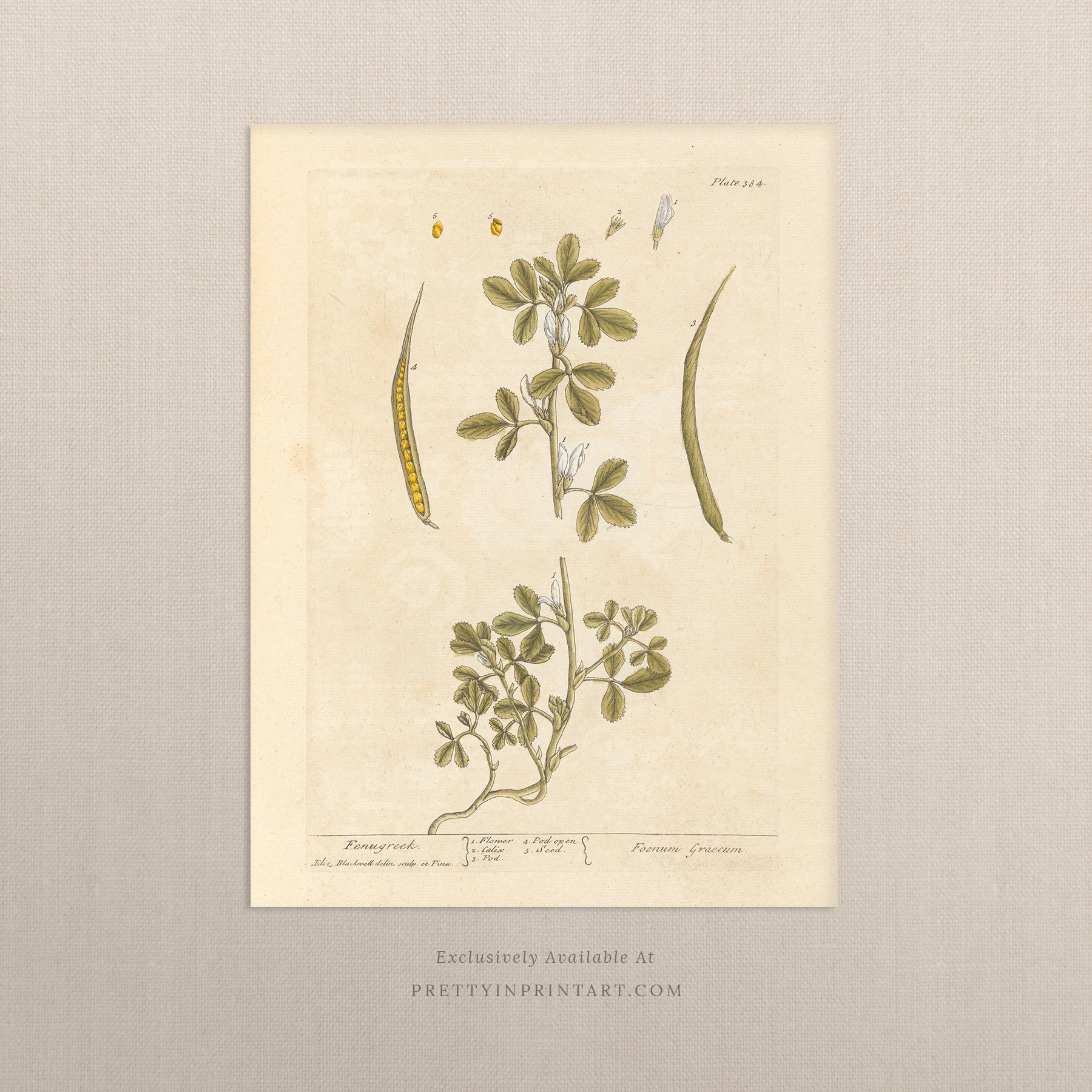 Vintage botanical art print, antique floral illustration, collectible wall decor for home or office