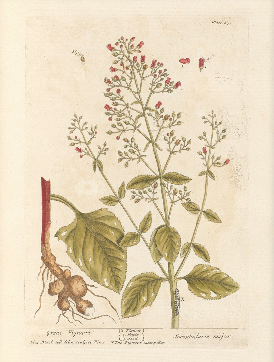Antique Botanical Art 0058 - Great Figwort |  Unframed