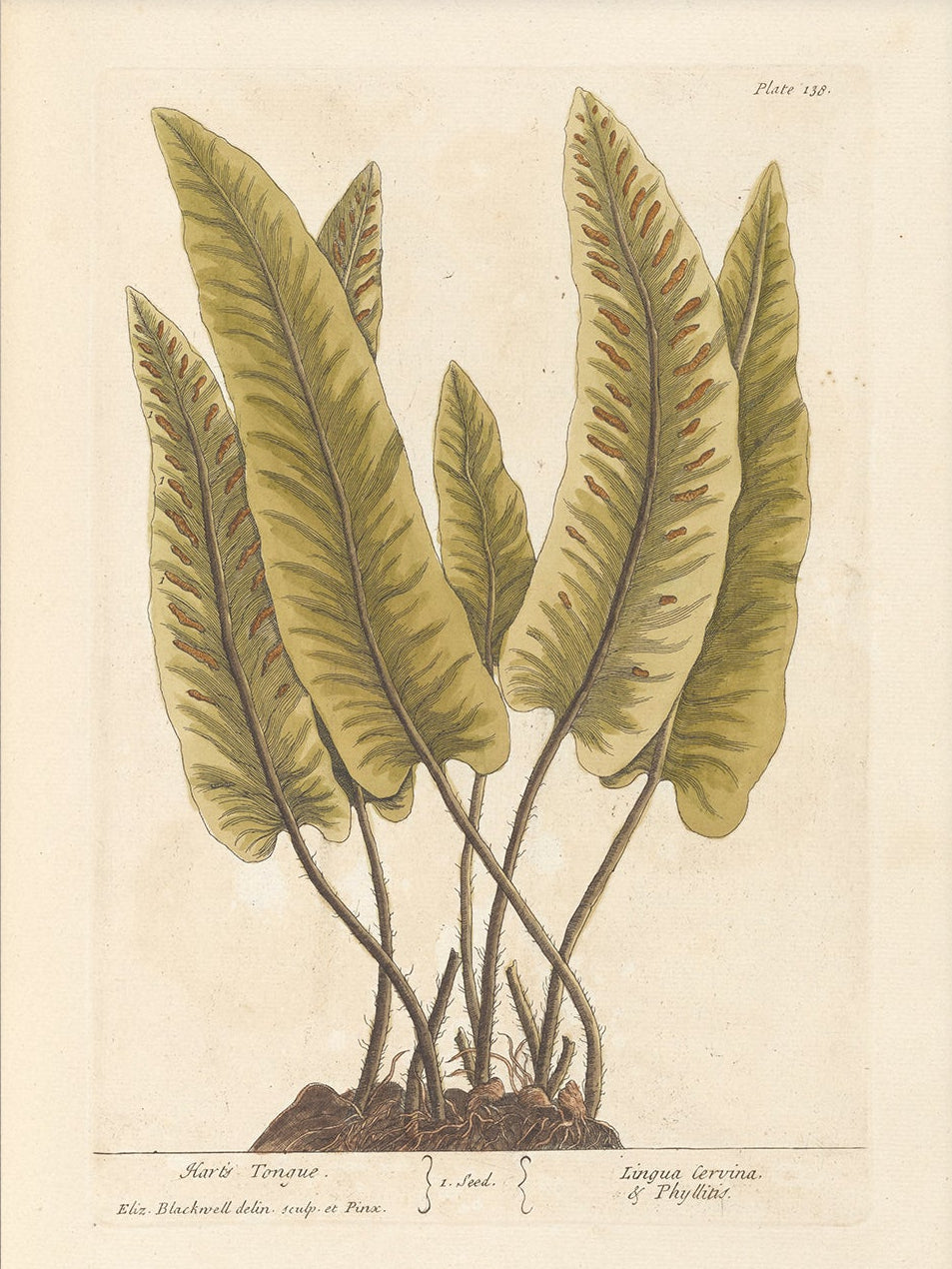 Antique Botanical Art 0058 - Harts Tongue Fern |  Unframed