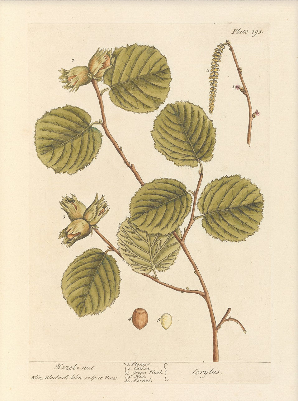 Antique Botanical Art 0058 - Hazel |  Unframed