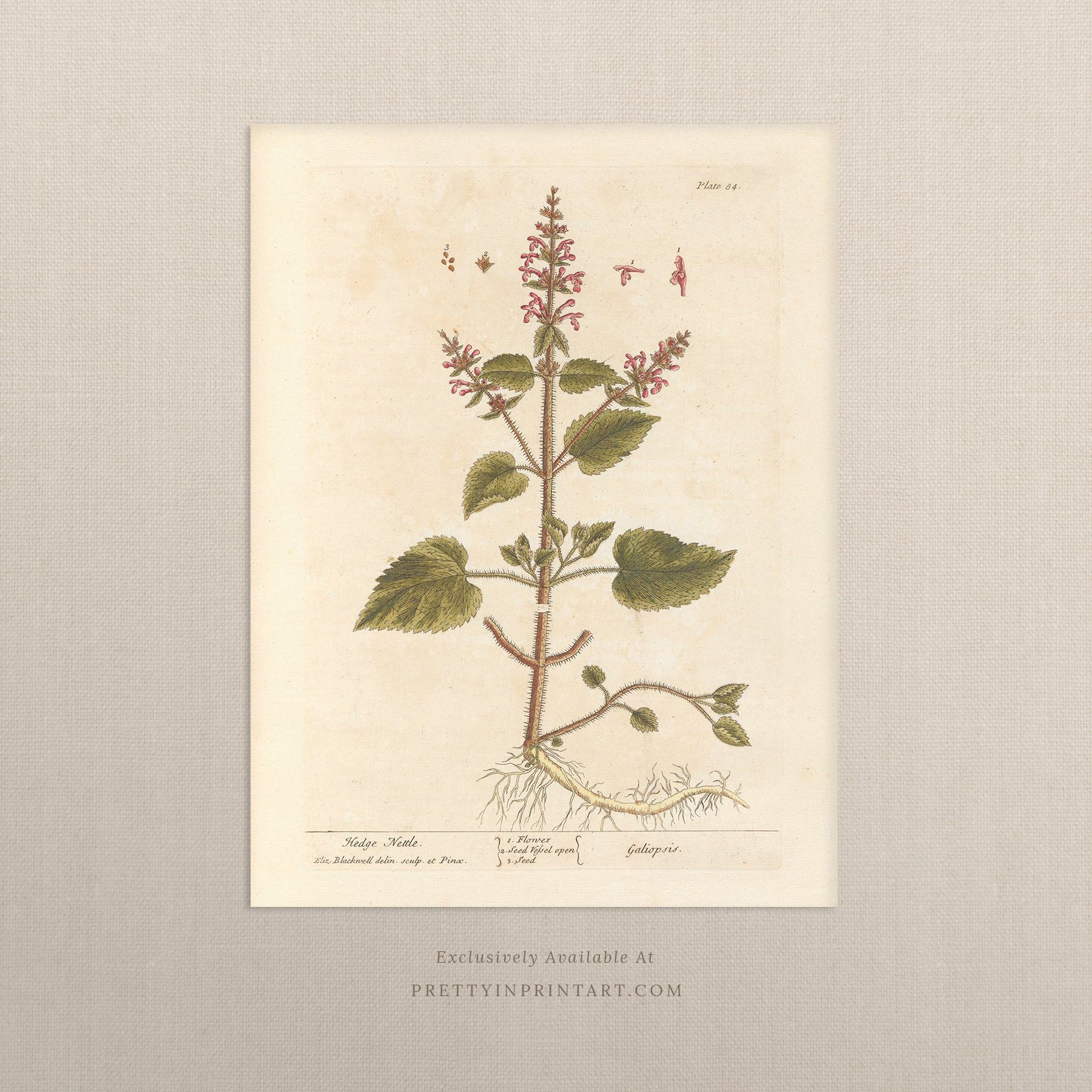 Vintage botanical art print, antique floral illustration, collectible wall decor for home or office