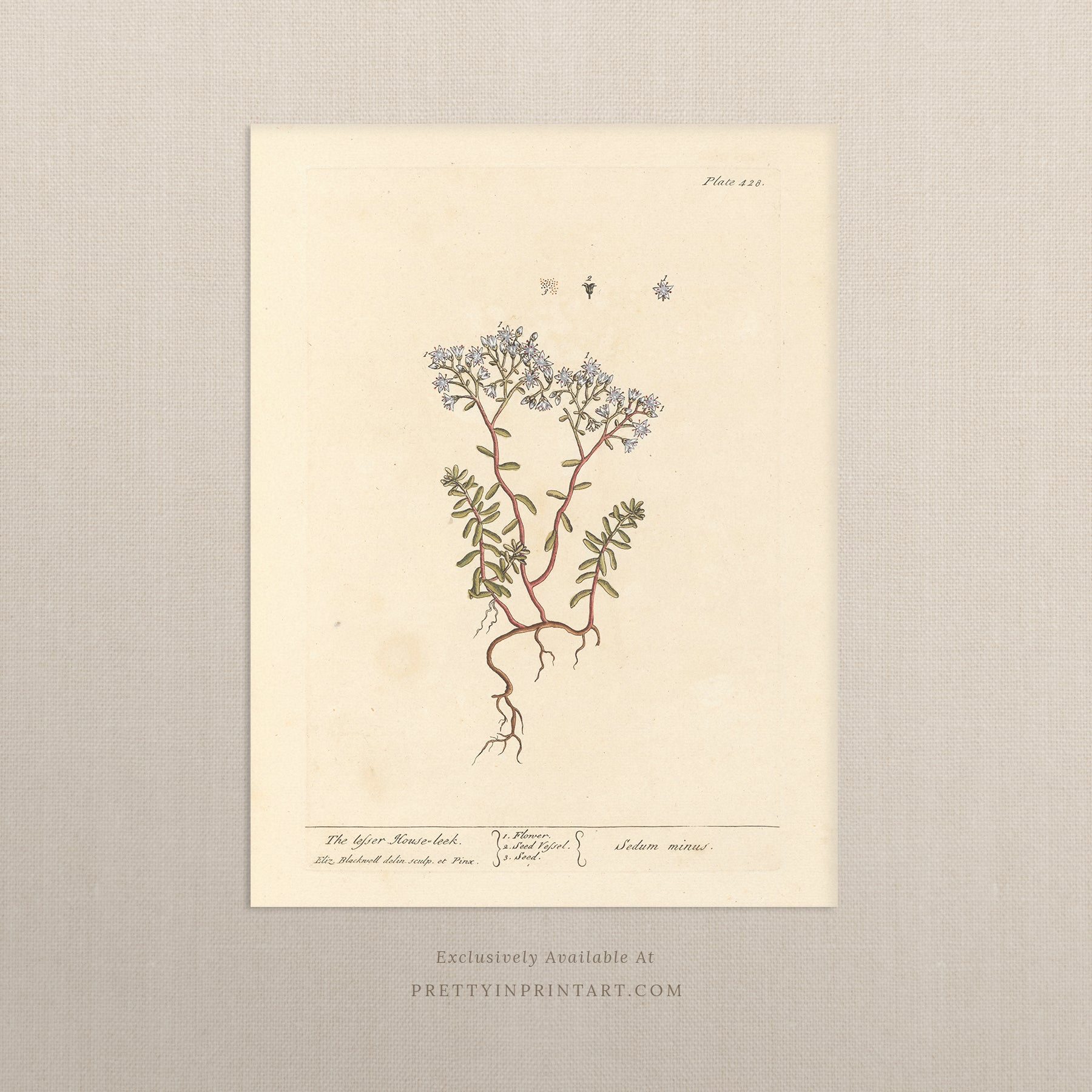 Vintage botanical art print, antique floral illustration, collectible wall decor for home or office